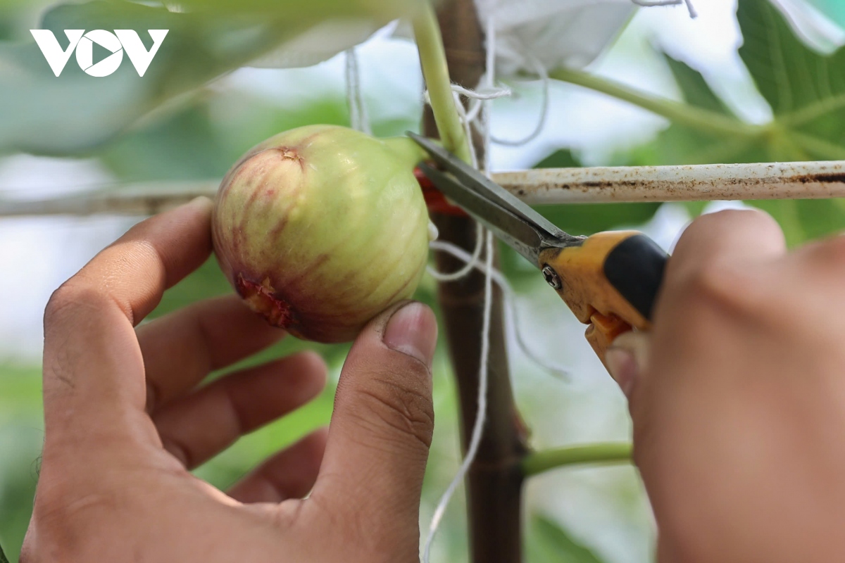 Vườn sung Mỹ hút khách tham quan ở TP.HCM - Ảnh 7