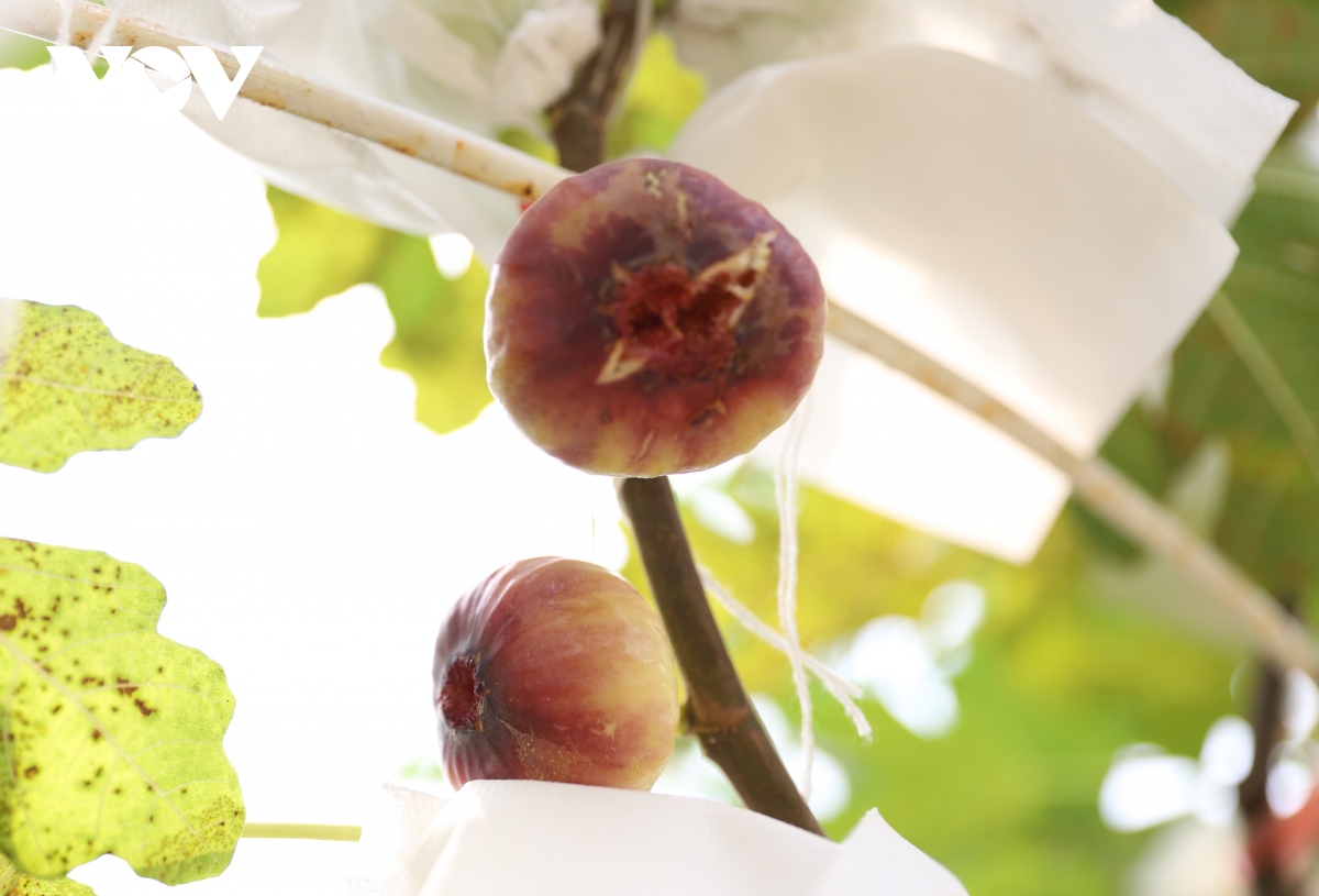 Vườn sung Mỹ hút khách tham quan ở TP.HCM - Ảnh 1