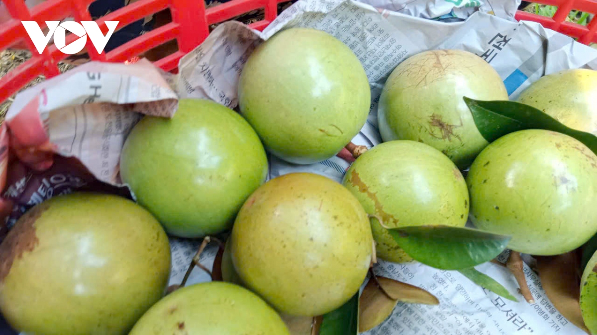 Trái cây của Việt Nam đã có mặt tại 60 thị trường trên thế giới - Ảnh 2