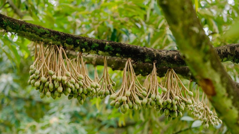 Một mặt hàng của VN đổ bộ TQ, hàng đông lạnh cũng được ưa thích, lấn át thị phần của Thái Lan - Ảnh 1
