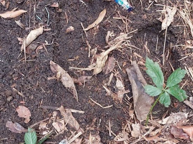 Hàng trăm gốc sâm Ngọc Linh bị đánh cắp - Ảnh 1