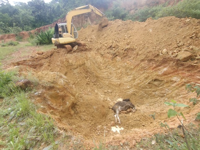 Vụ hàng loạt bò sữa chết bất thường: Lộ đơn vị cung cấp vắc xin - Ảnh 3