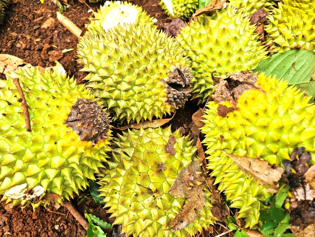 Giá sầu riêng giảm, thương lái kén như kén... vợ - Ảnh 1