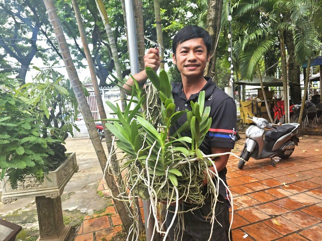 Tìm được loài lan quý hiếm nhờ… bị voi rừng đuổi - Ảnh 2