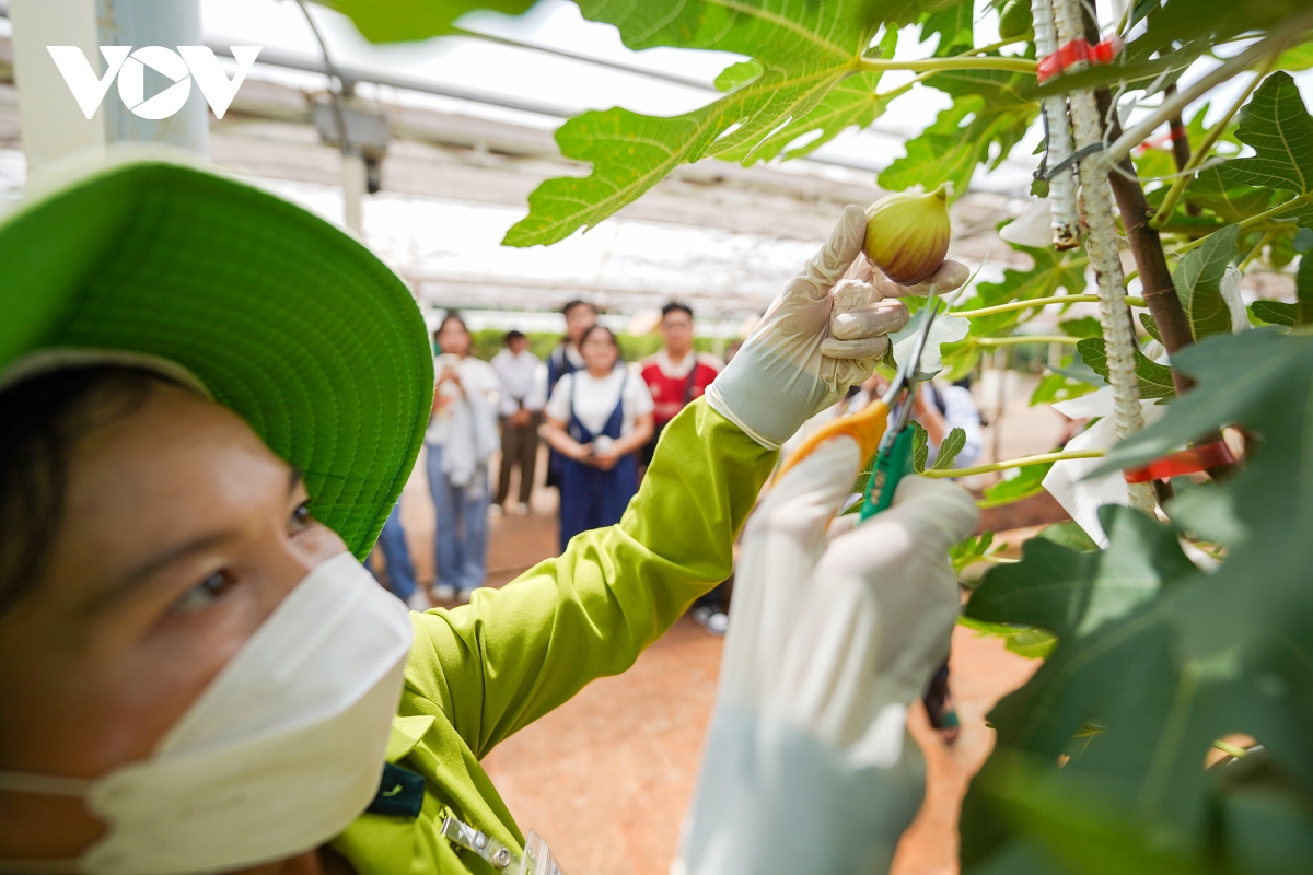 Vườn sung Mỹ hút khách tham quan ở TP.HCM - Ảnh 2