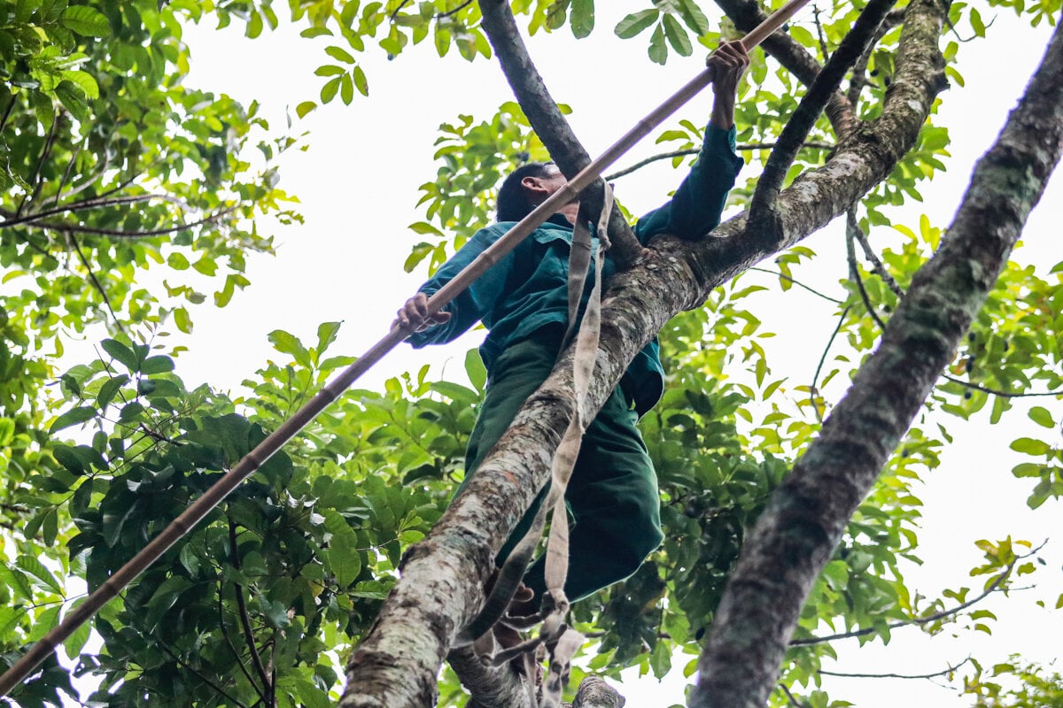 Loại quả ví như ‘vàng đen’ ở Hà Tĩnh mất mùa chưa từng có - Ảnh 8