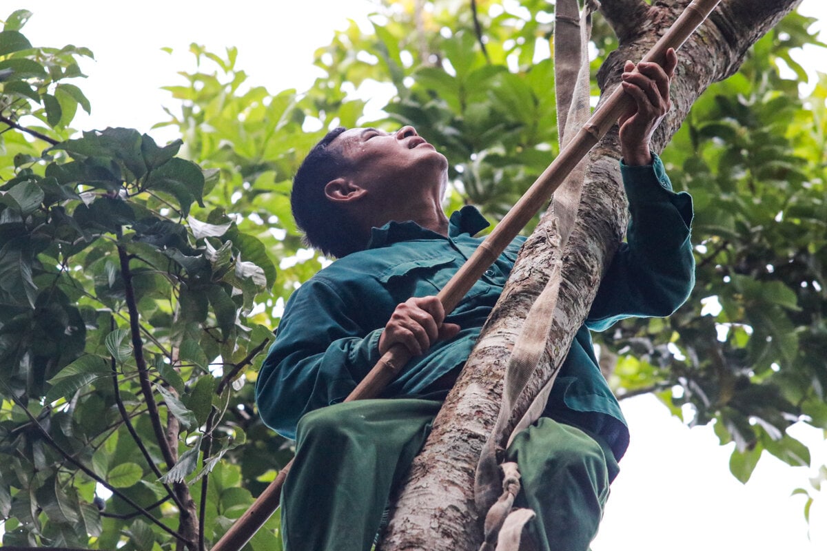 Loại quả ví như ‘vàng đen’ ở Hà Tĩnh mất mùa chưa từng có - Ảnh 9