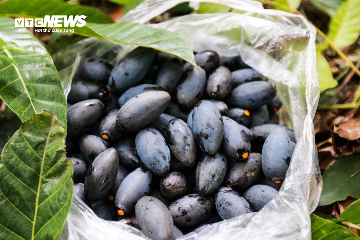 Loại quả ví như ‘vàng đen’ ở Hà Tĩnh mất mùa chưa từng có - Ảnh 10