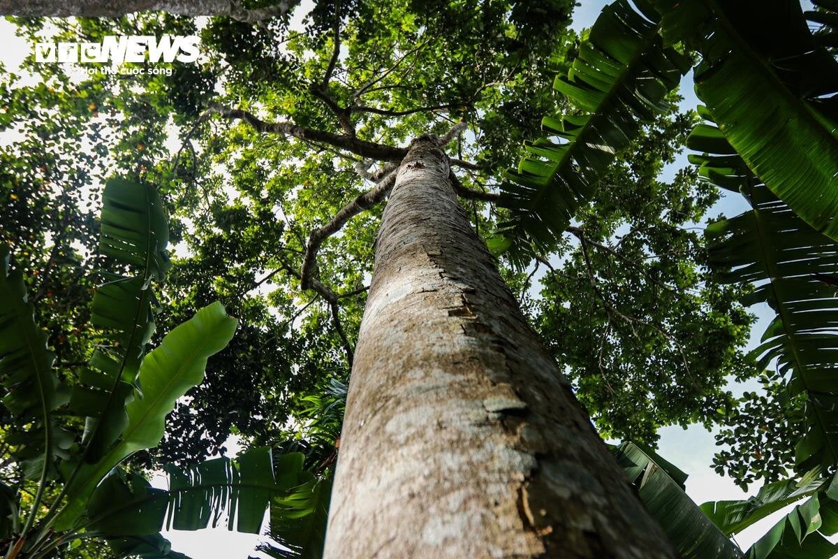 Loại quả ví như ‘vàng đen’ ở Hà Tĩnh mất mùa chưa từng có - Ảnh 2