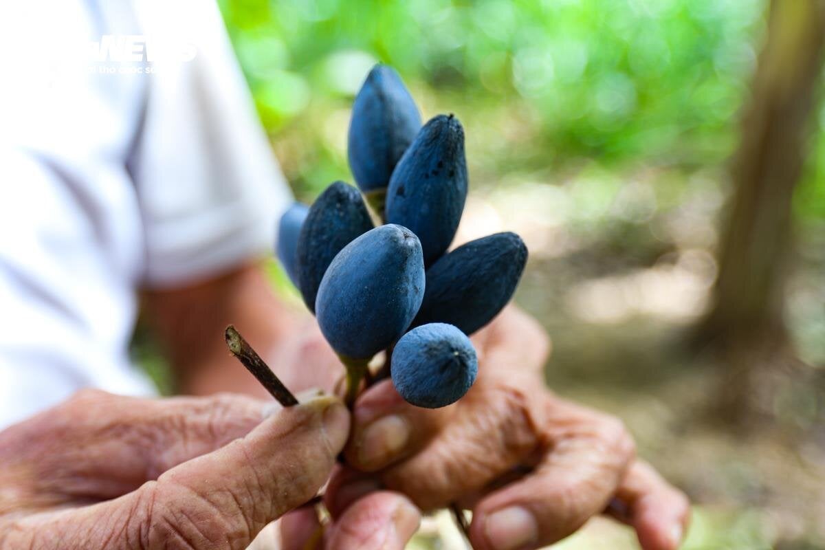 Loại quả ví như ‘vàng đen’ ở Hà Tĩnh mất mùa chưa từng có - Ảnh 12