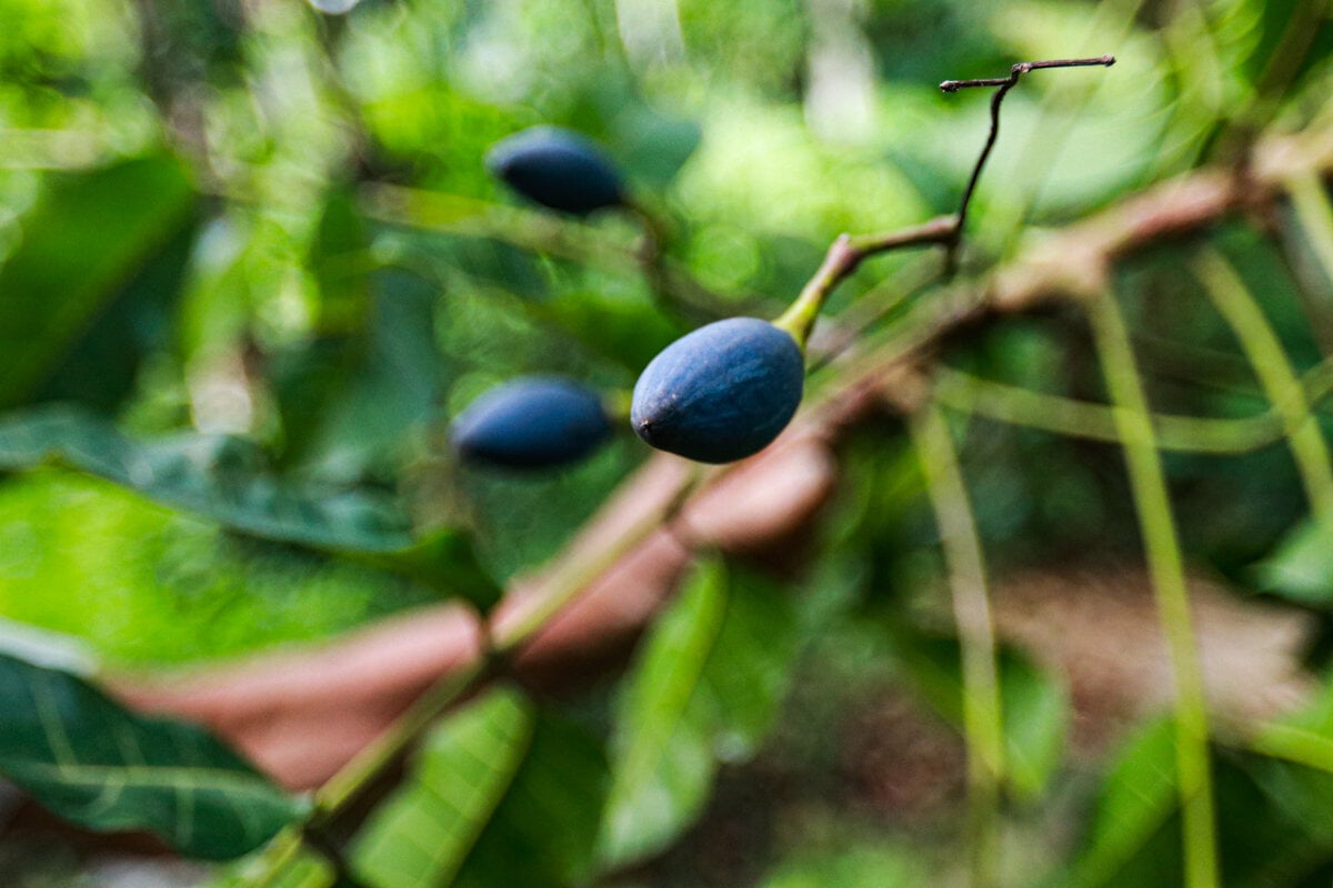 Loại quả ví như ‘vàng đen’ ở Hà Tĩnh mất mùa chưa từng có - Ảnh 3