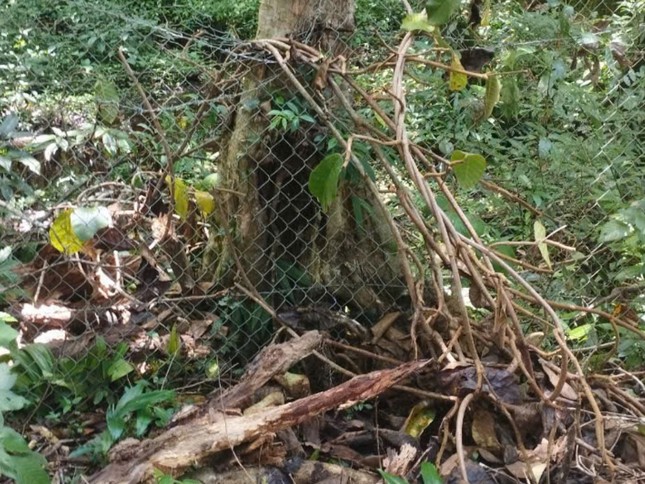 Hàng trăm gốc sâm Ngọc Linh bị đánh cắp - Ảnh 2