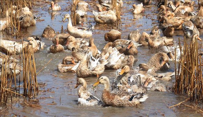 Nuôi giống vịt cò lấy trứng lãi gần 1 triệu đồng/ngày - Ảnh 1