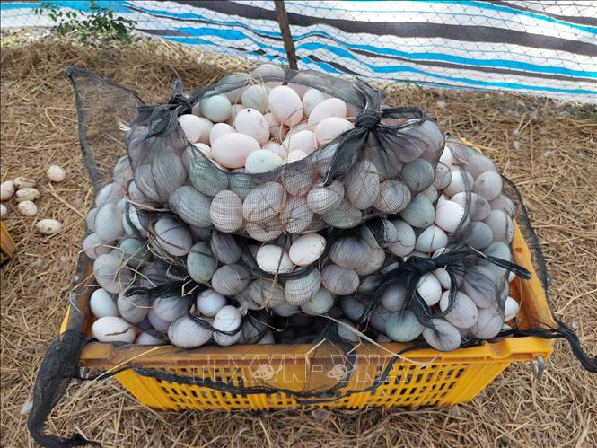 Nuôi giống vịt cò lấy trứng lãi gần 1 triệu đồng/ngày - Ảnh 2