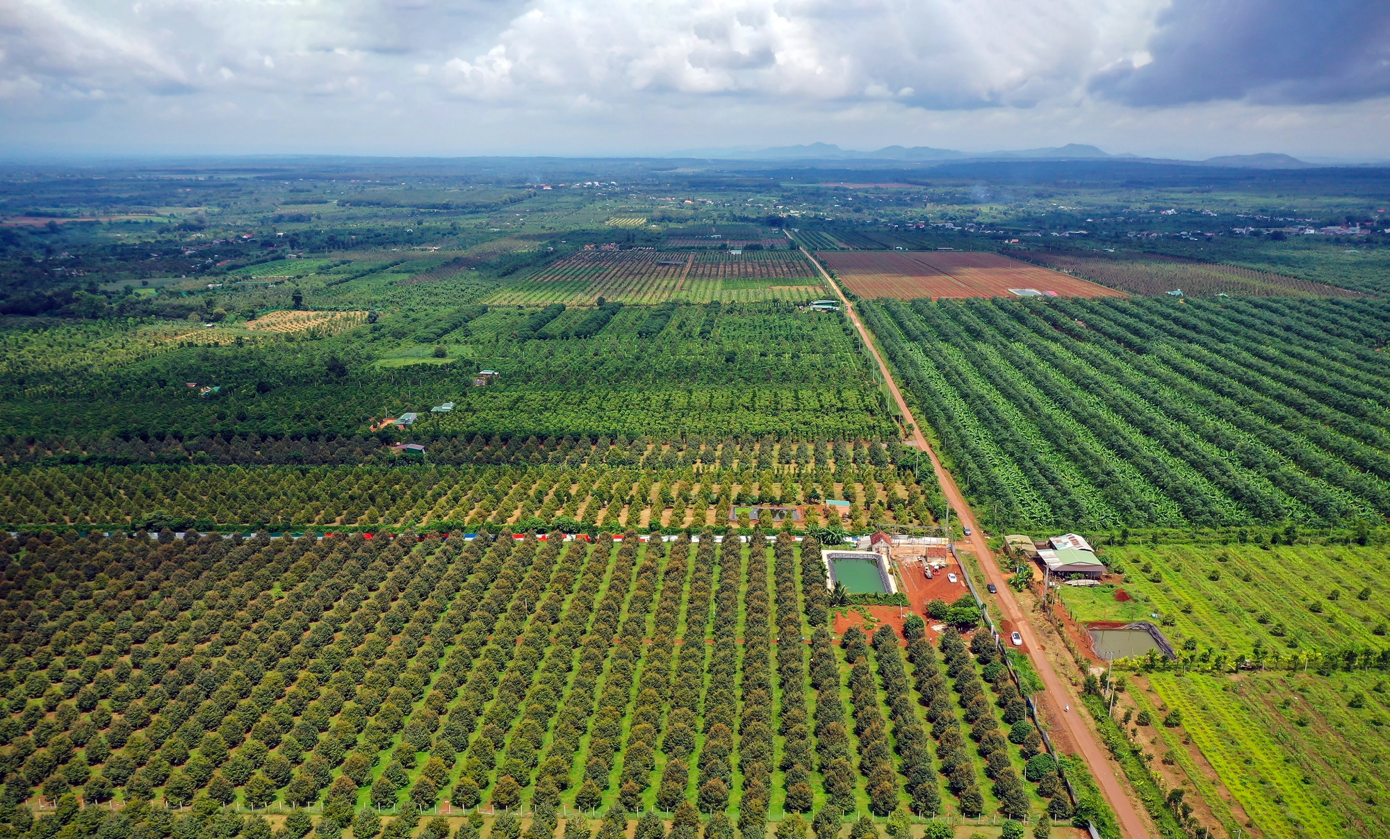 Rộn ràng ngày mùa ở thủ phủ sầu riêng Đắk Lắk - Ảnh 7