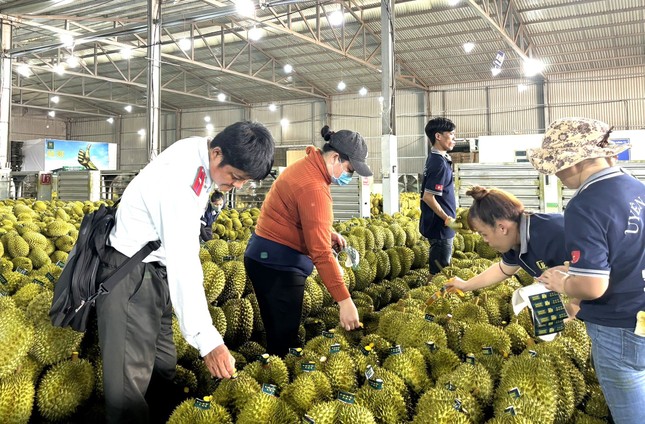 Phát hiện nhiều vi phạm của doanh nghiệp sầu riêng - Ảnh 1