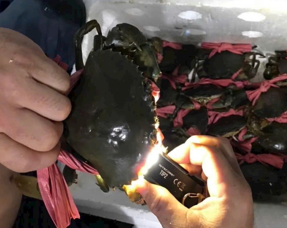 Vì sao giá cua biển Cà Mau giảm mạnh? - Ảnh 1