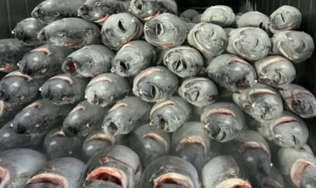 Một loại ‘siêu thực phẩm’ của Việt Nam sang Nga bán đắt như tôm tươi: Ưu đãi thuế nhập khẩu 0%, thu hơn nửa tỷ USD kể từ đầu năm - Ảnh 1