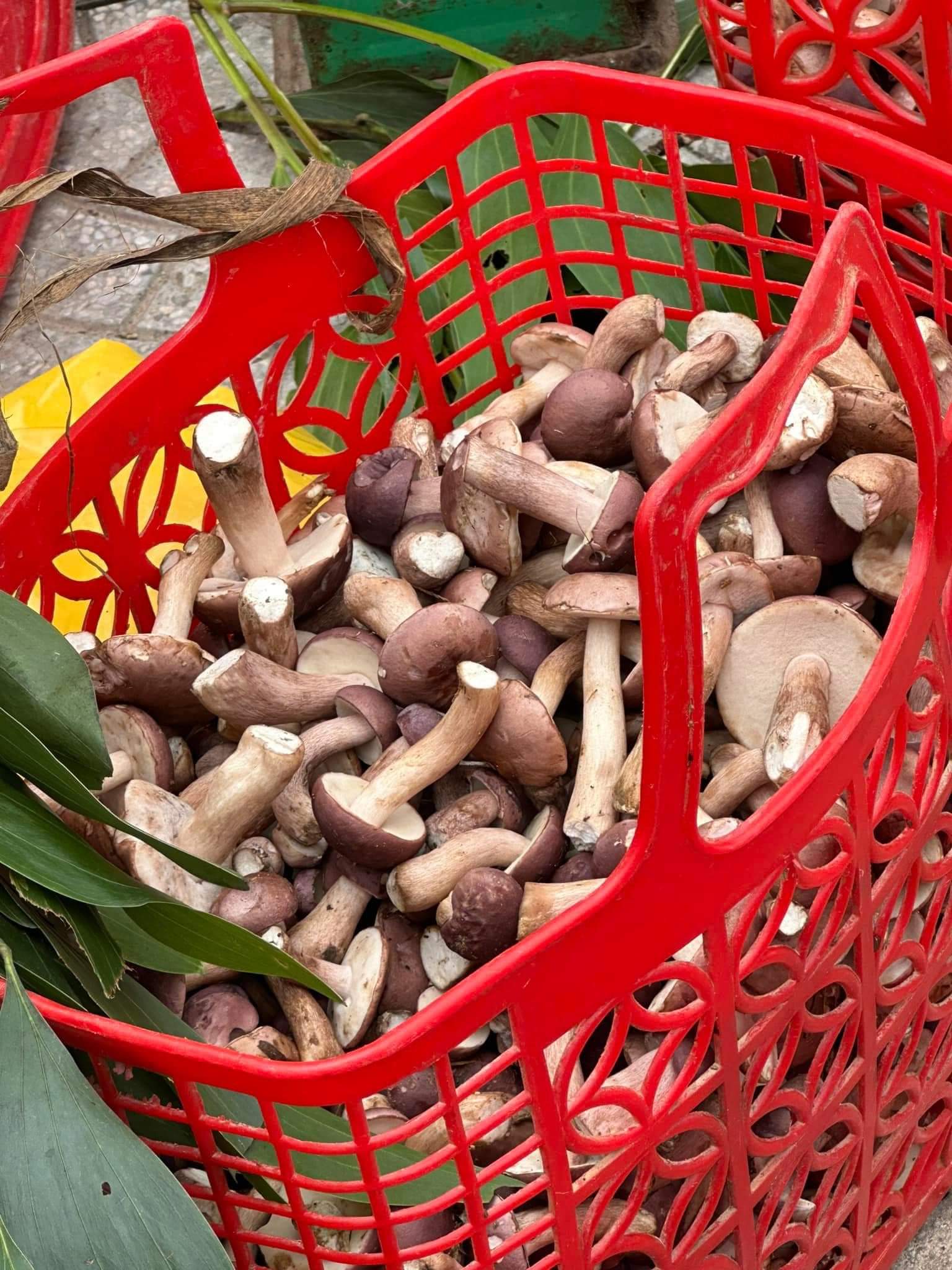 Thu tiền triệu nhờ đi hái thứ nấm… đắng ngắt, dân Quảng Bình ai cũng mê - Ảnh 3