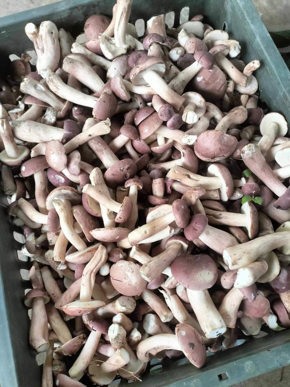 Thu tiền triệu nhờ đi hái thứ nấm… đắng ngắt, dân Quảng Bình ai cũng mê - Ảnh 2