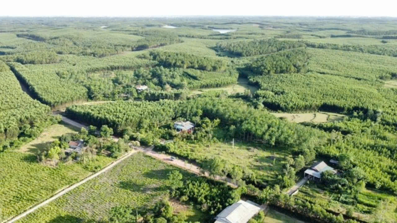 Thu tiền triệu nhờ đi hái thứ nấm… đắng ngắt, dân Quảng Bình ai cũng mê - Ảnh 1