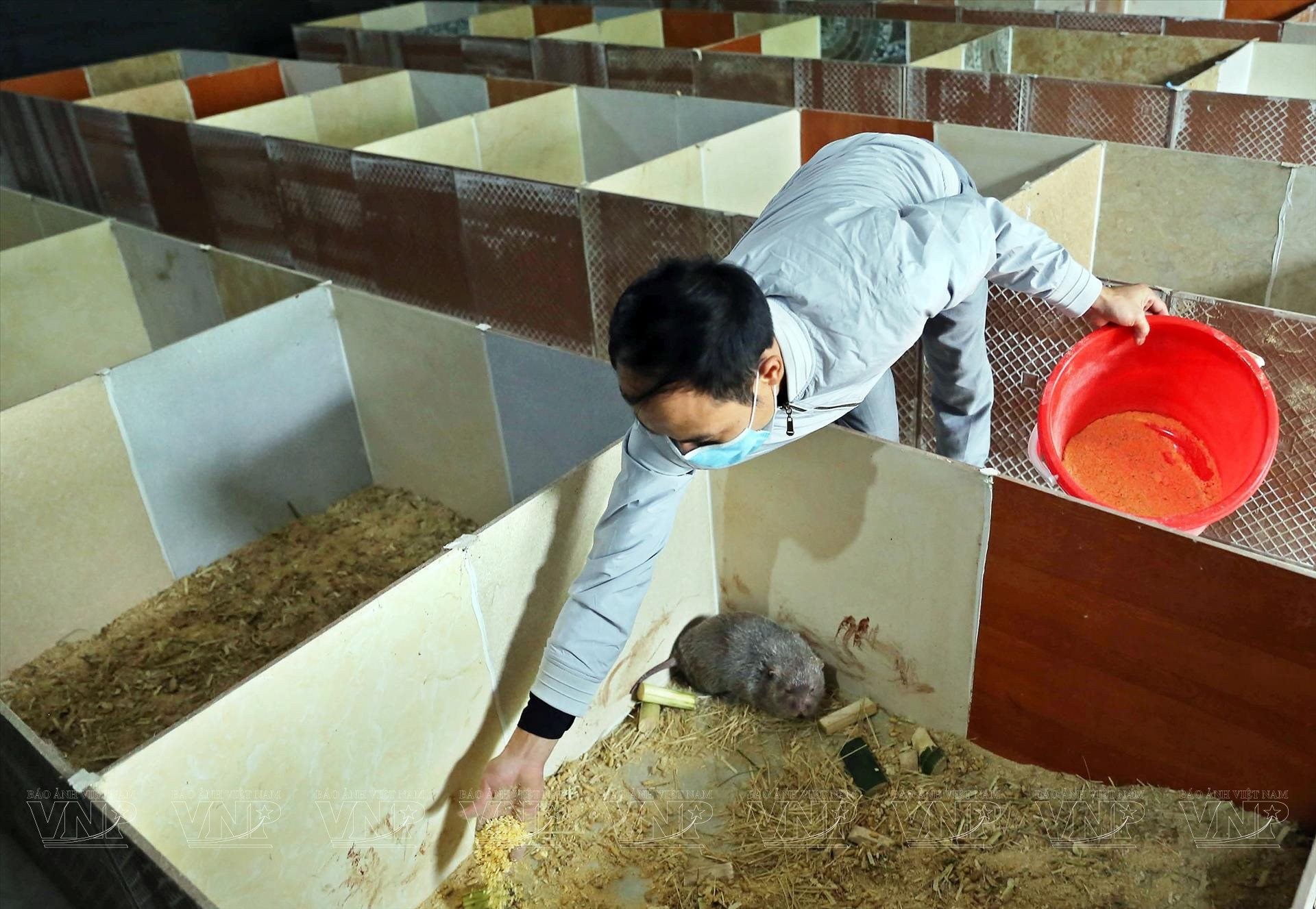 Nuôi loài đặc sản ngon - mát - giàu đạm, mỗi năm kiếm 300 triệu đồng - Ảnh 3