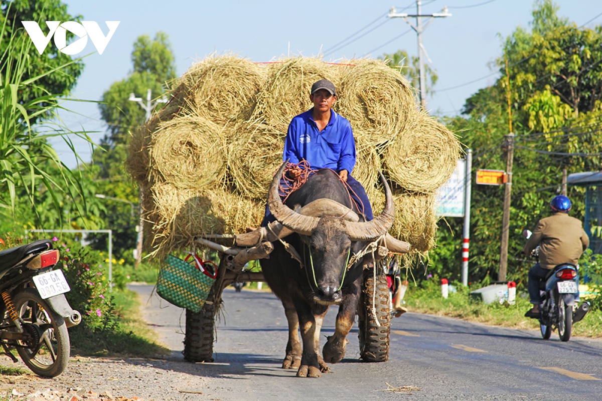 Người dân vùng đầu nguồn Đồng Tháp hốt bạc từ rơm rạ - Ảnh 10