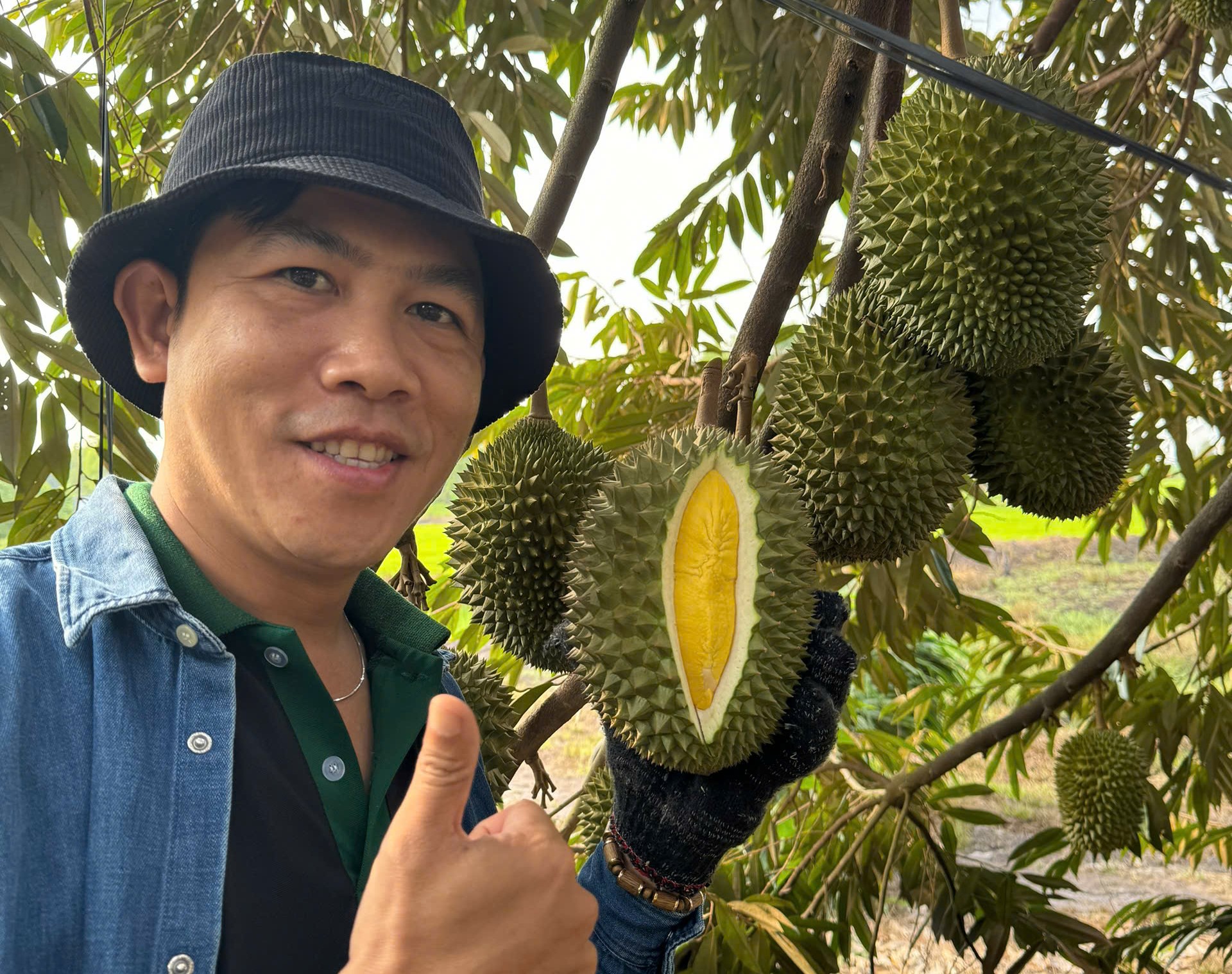 Những điều cần biết cho người muốn kinh doanh sầu riêng - Ảnh 1