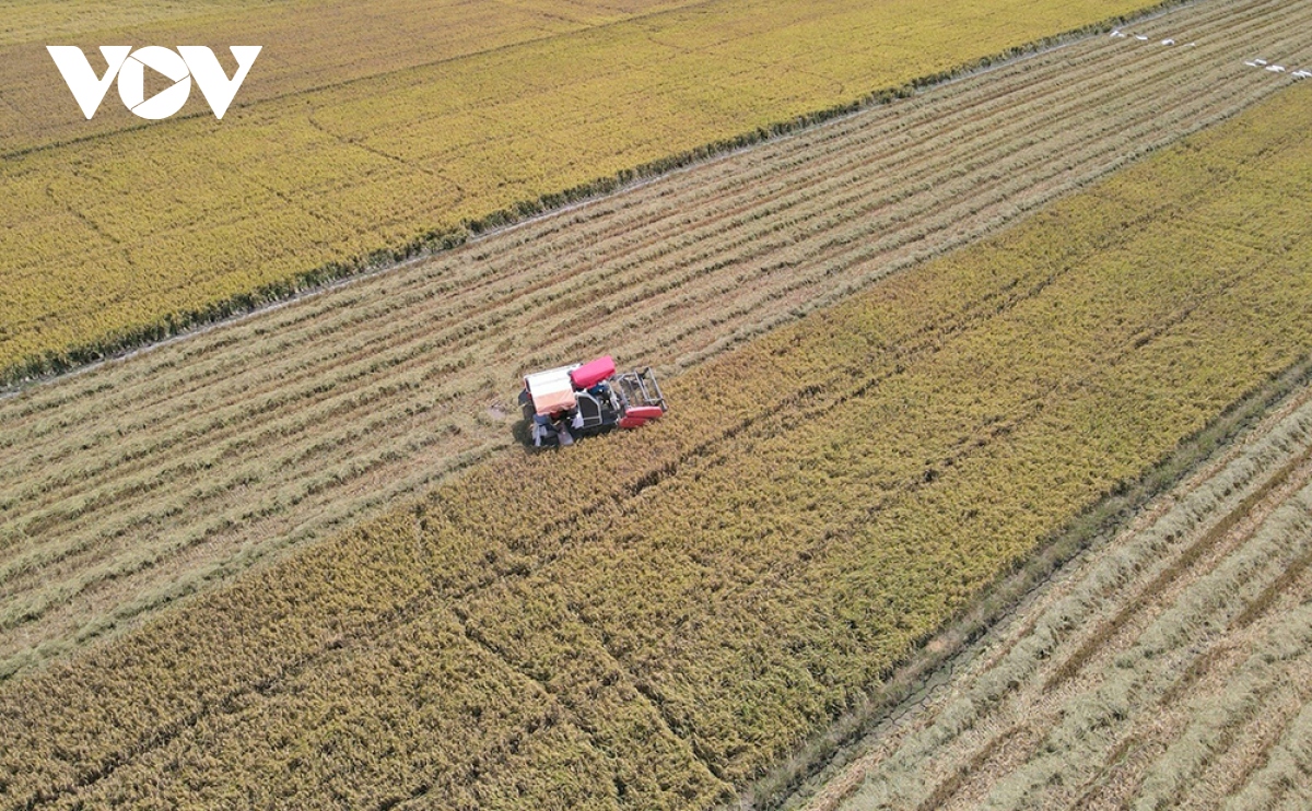 Người dân vùng đầu nguồn Đồng Tháp hốt bạc từ rơm rạ - Ảnh 1