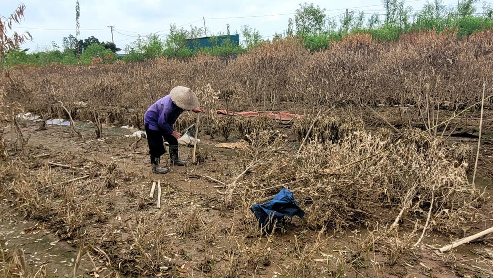 Hoa kiểng Tết tả tơi sau bão lũ - Ảnh 2