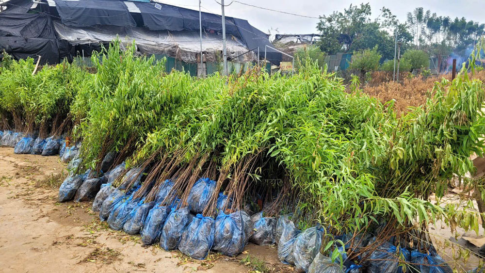 Hoa kiểng Tết tả tơi sau bão lũ - Ảnh 4