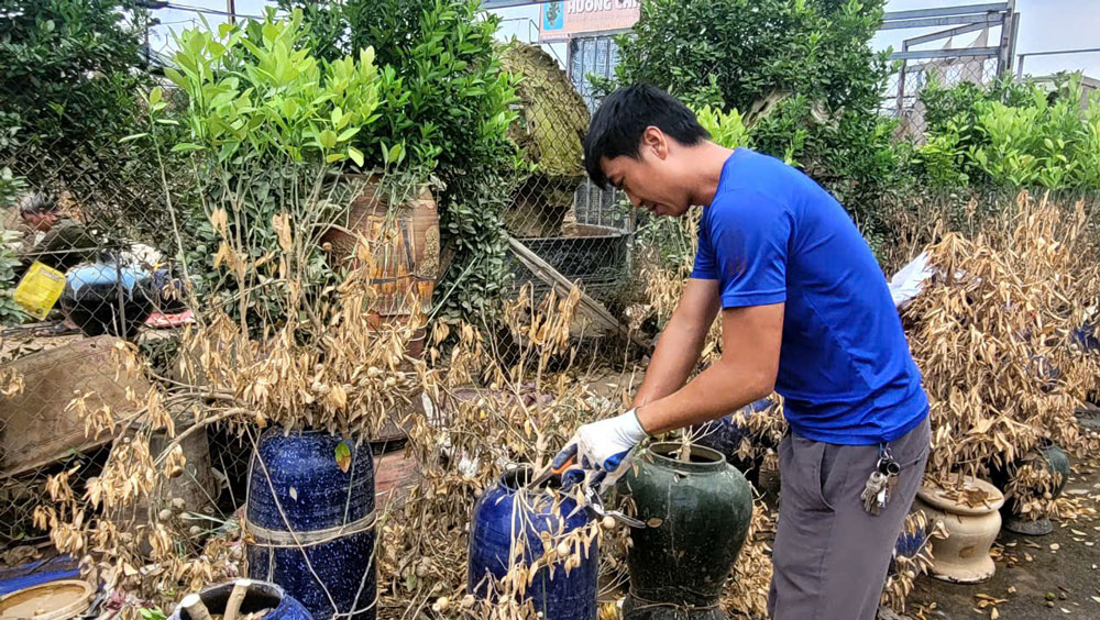 Hoa kiểng Tết tả tơi sau bão lũ - Ảnh 3