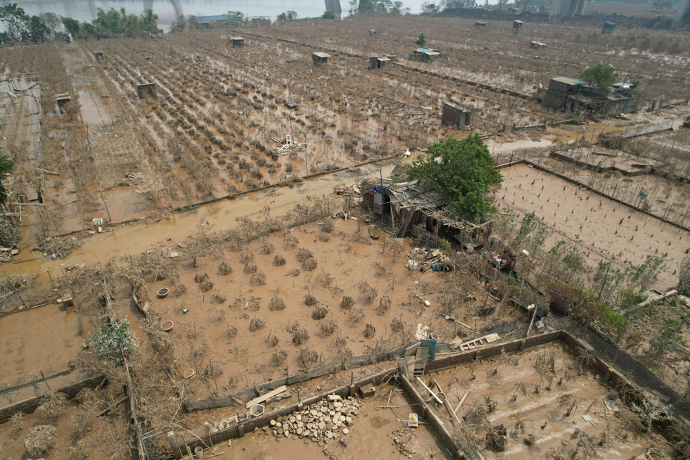 Hoa kiểng Tết tả tơi sau bão lũ - Ảnh 1