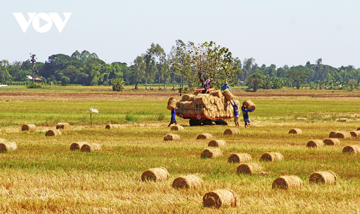 Người dân vùng đầu nguồn Đồng Tháp hốt bạc từ rơm rạ - Ảnh 15