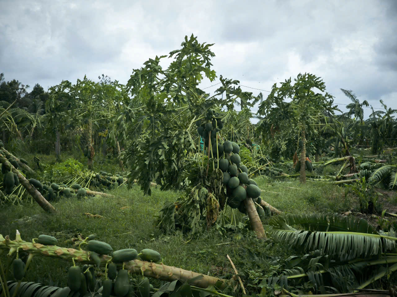 Dân tình khắp nơi kêu gọi giải cứu nông sản giúp đỡ bà con sau bão - Ảnh 12