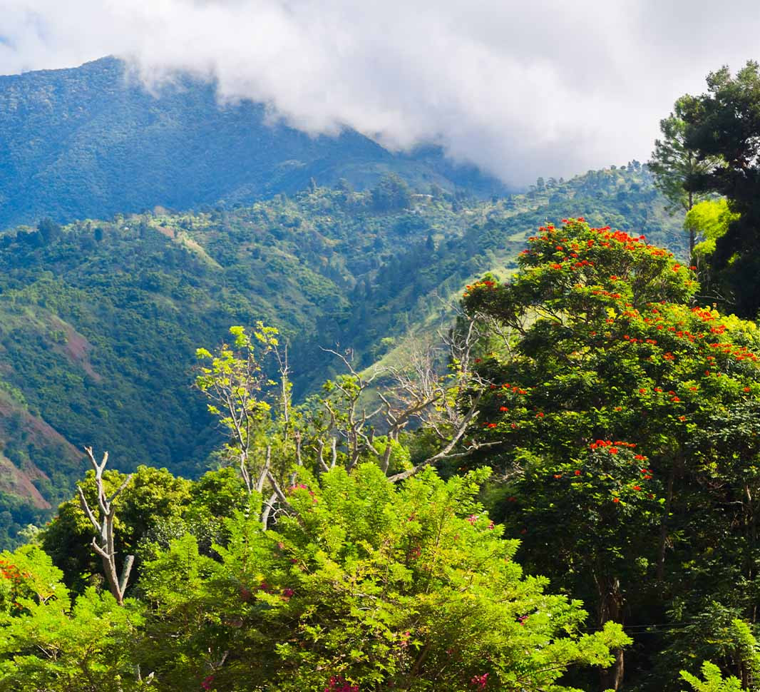 8 loại cà phê hạt ngon nhất thế giới - Ảnh 2