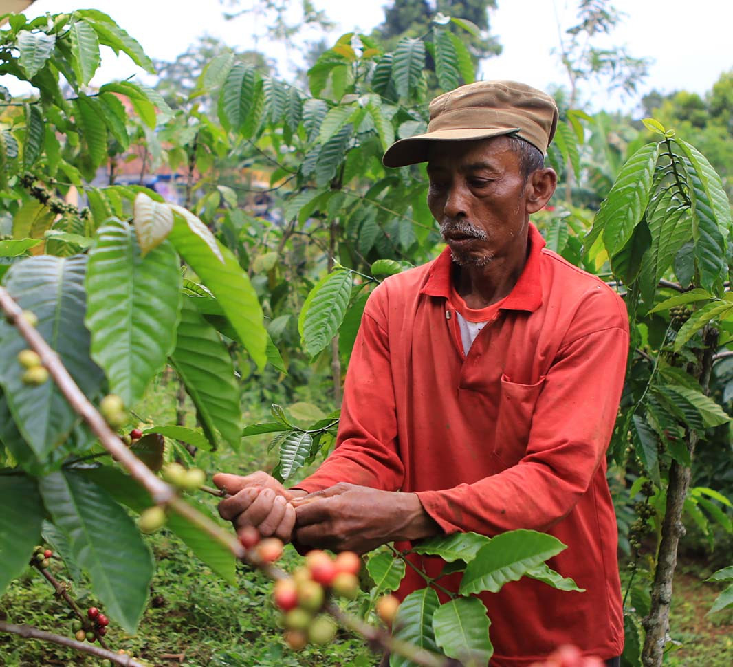 8 loại cà phê hạt ngon nhất thế giới - Ảnh 3