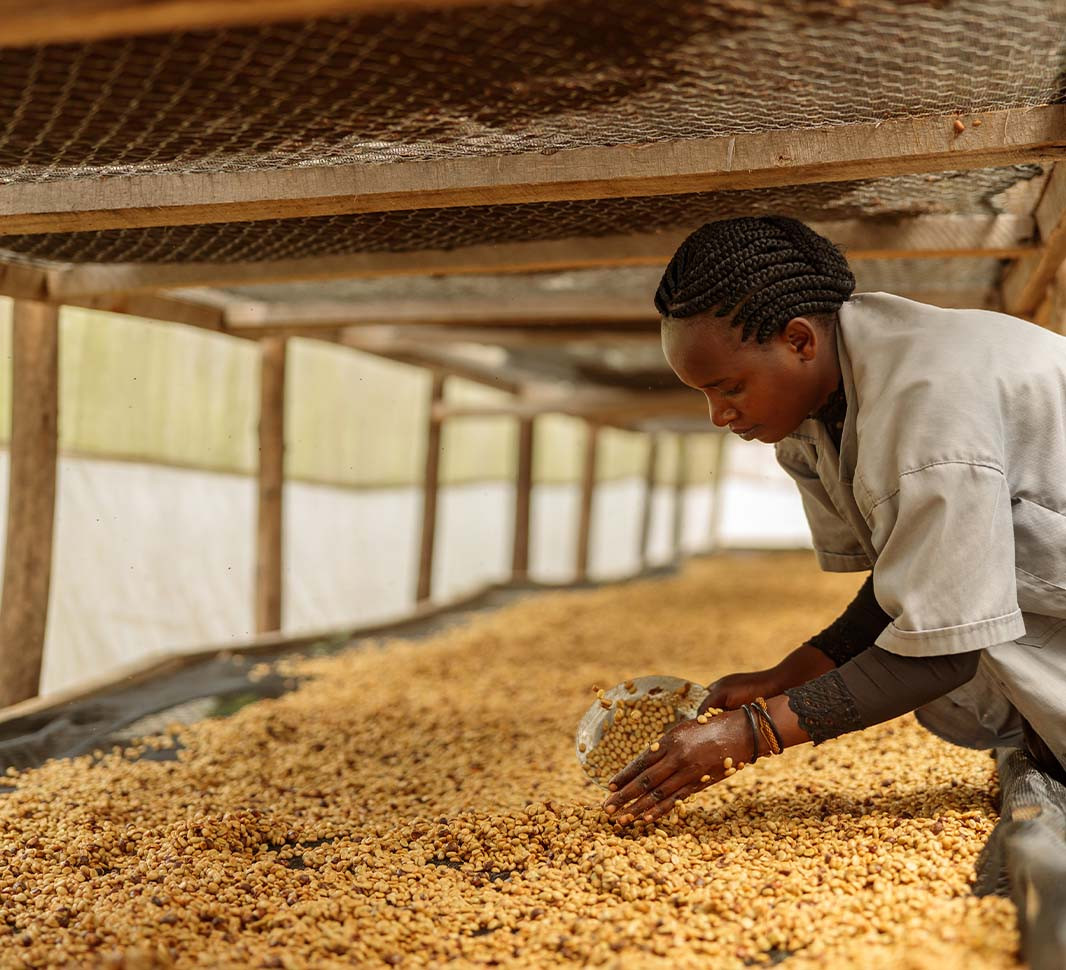 8 loại cà phê hạt ngon nhất thế giới - Ảnh 4