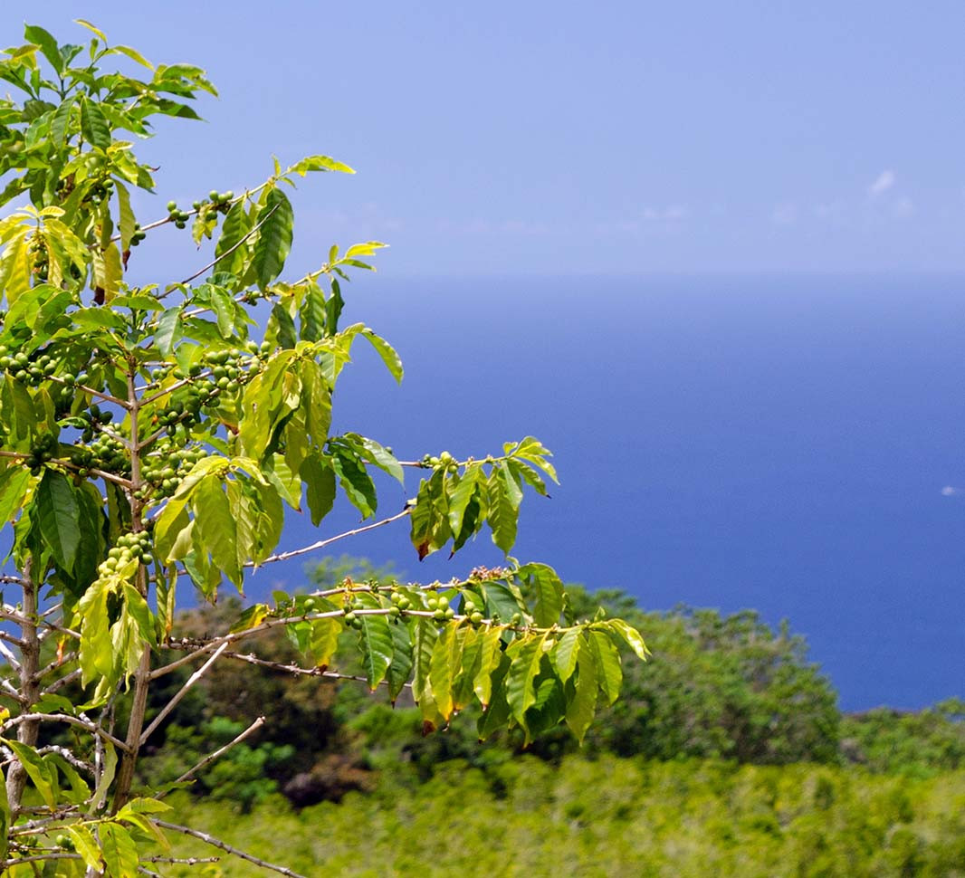 8 loại cà phê hạt ngon nhất thế giới - Ảnh 5