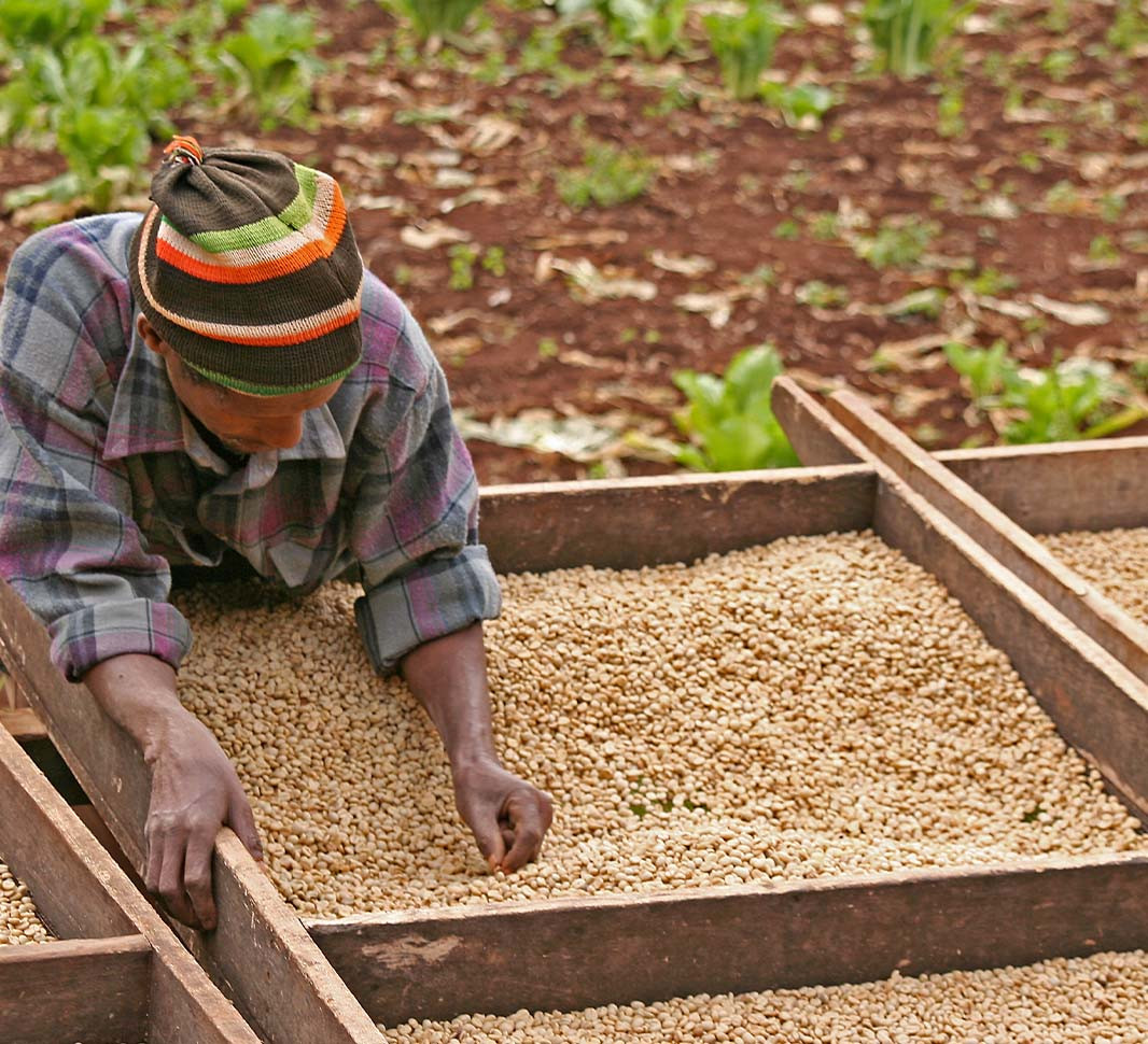 8 loại cà phê hạt ngon nhất thế giới - Ảnh 6