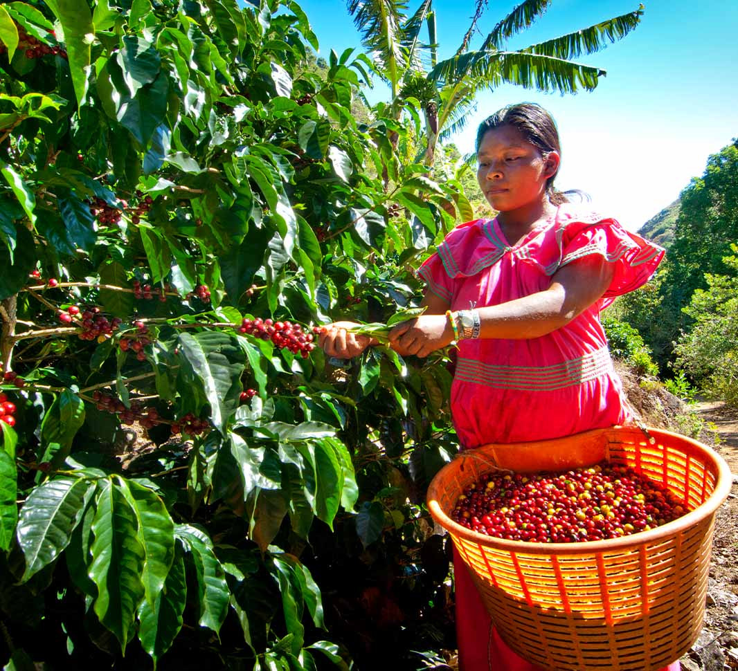 8 loại cà phê hạt ngon nhất thế giới - Ảnh 7