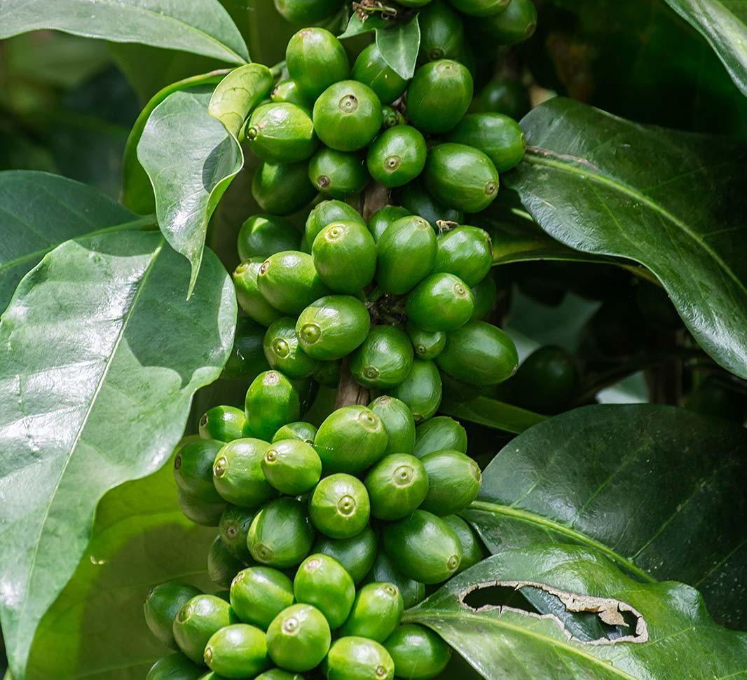 8 loại cà phê hạt ngon nhất thế giới - Ảnh 8