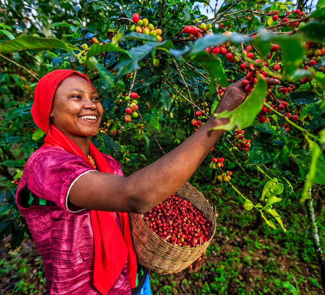 8 loại cà phê hạt ngon nhất thế giới - Ảnh 9