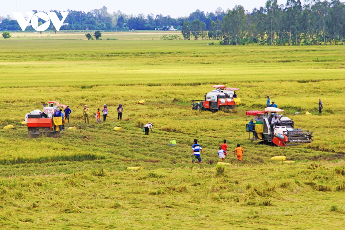 Người dân vùng đầu nguồn Đồng Tháp hốt bạc từ rơm rạ - Ảnh 2