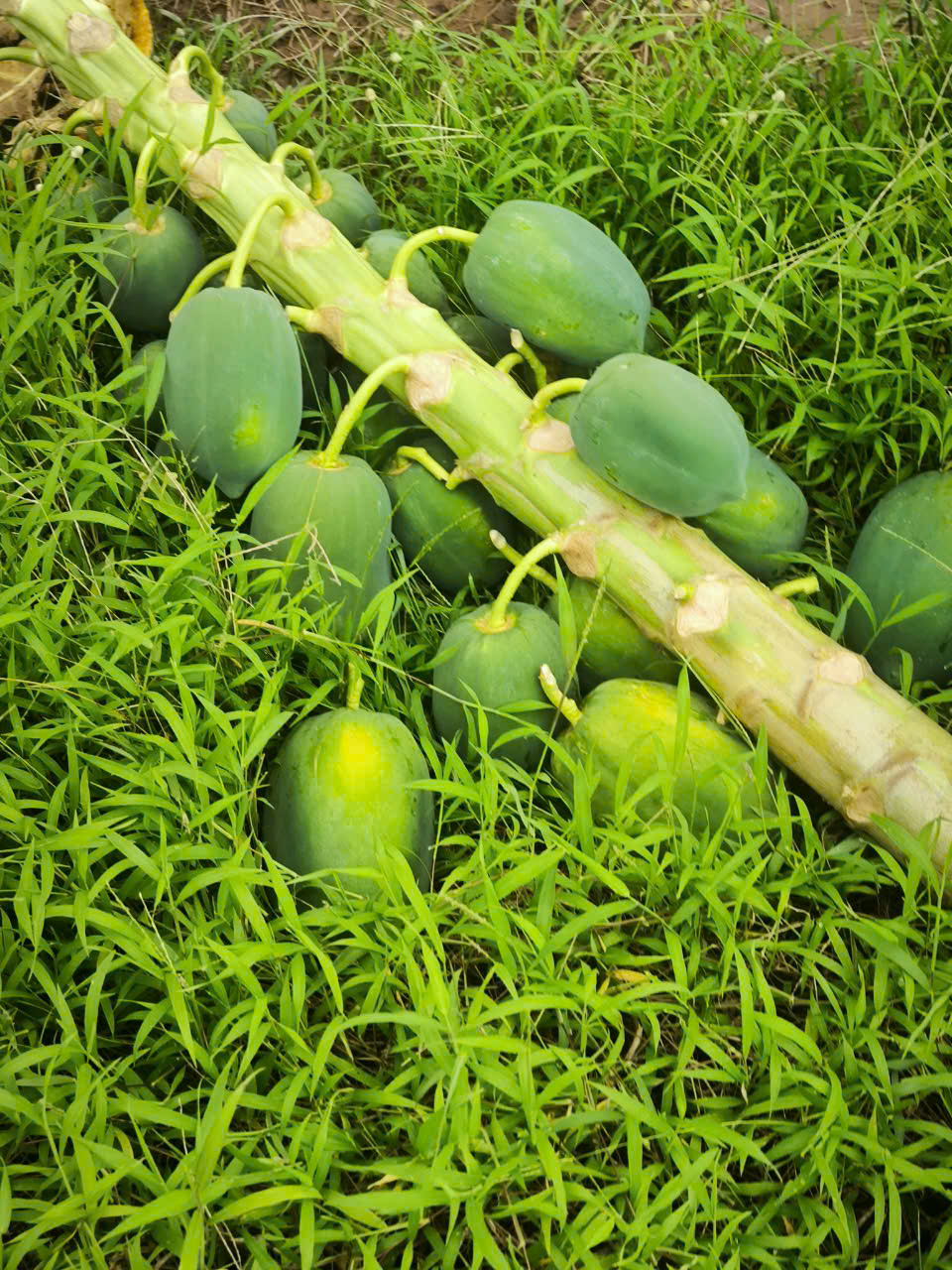 Dân tình khắp nơi kêu gọi giải cứu nông sản giúp đỡ bà con sau bão - Ảnh 1