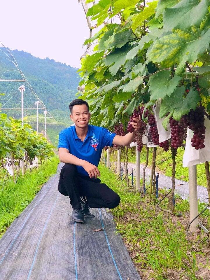 Liều lĩnh trồng 'nho quý tộc' trên quê nhà, 9X Việt đổi đời - Ảnh 1