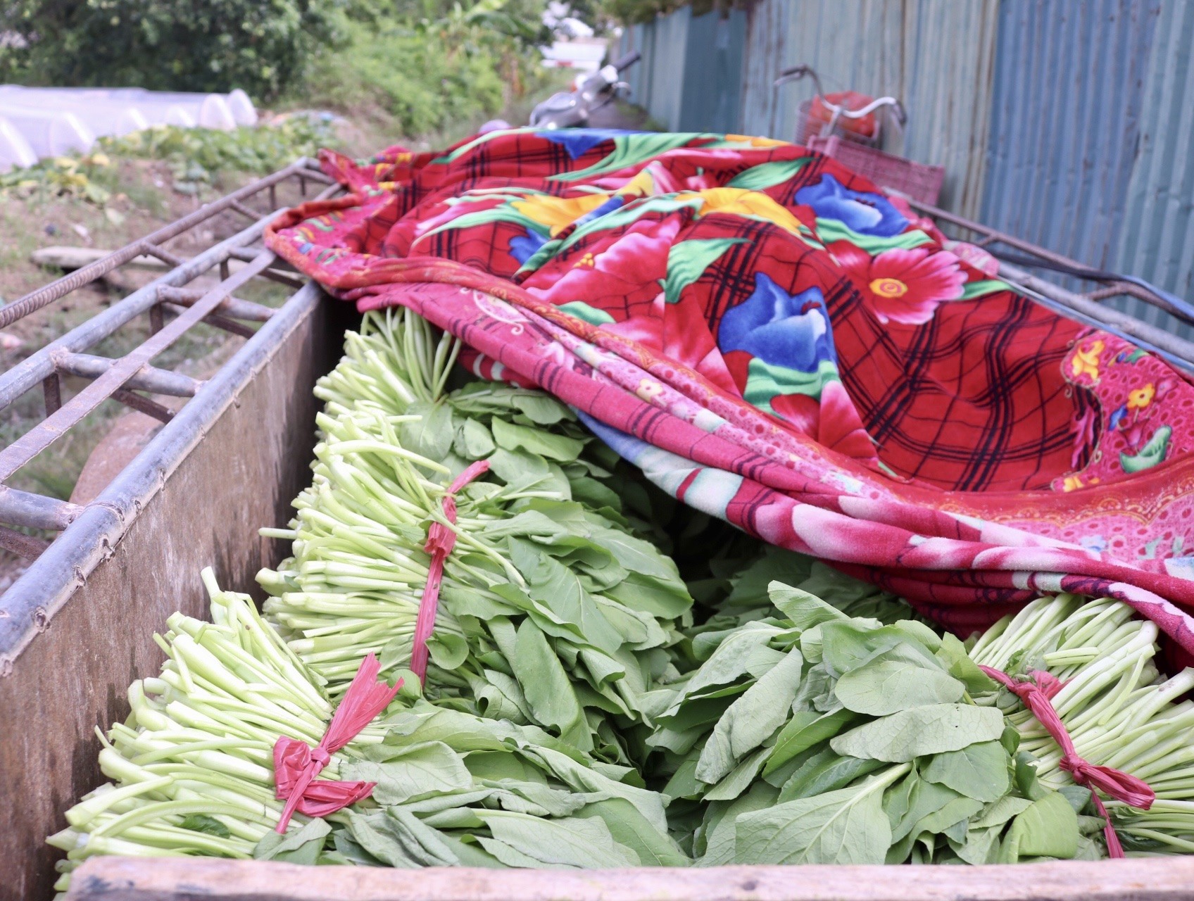 'Vựa rau' lớn nhất Hà Nội xác xơ sau bão - Ảnh 12