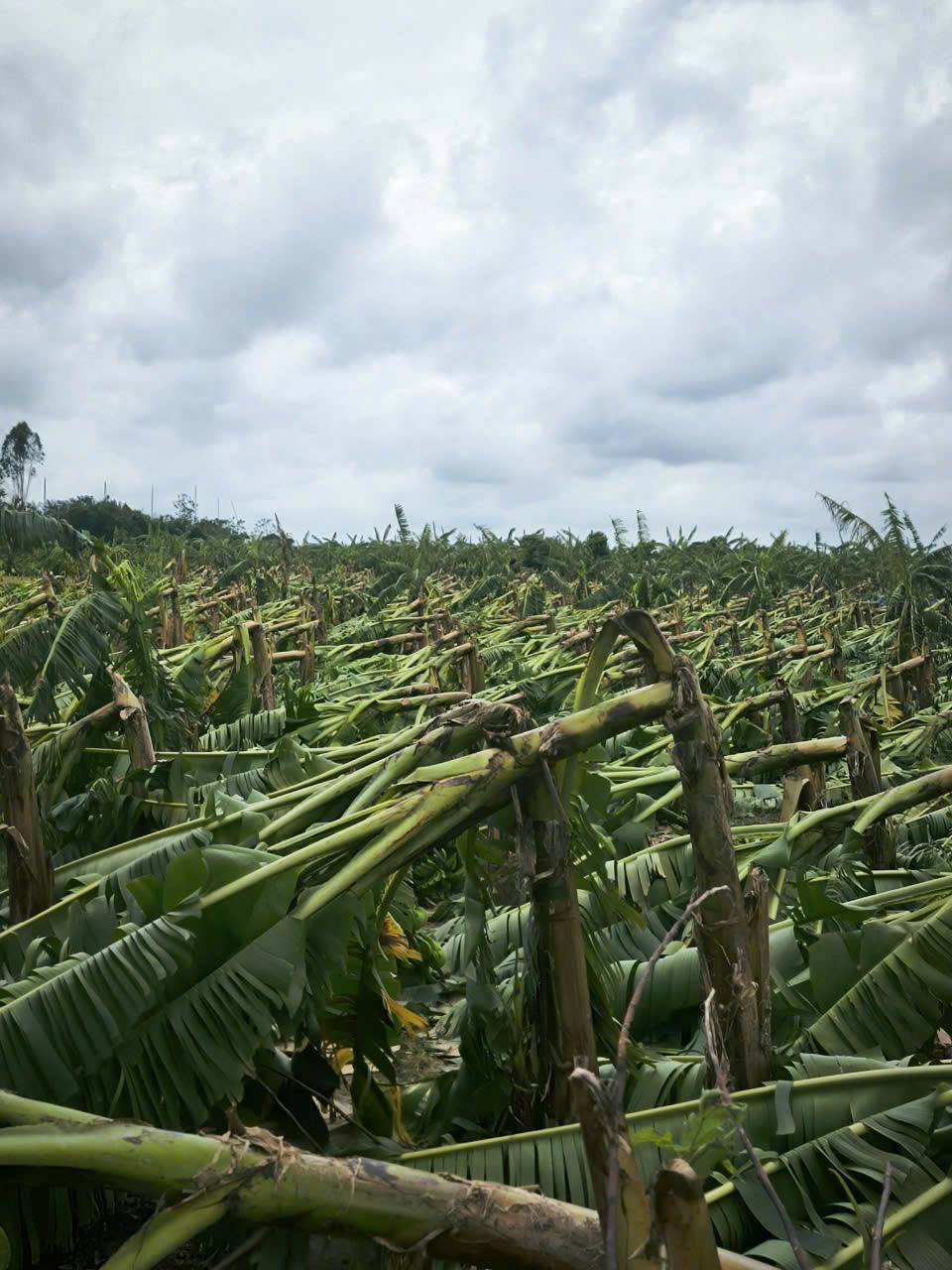 Dân tình khắp nơi kêu gọi giải cứu nông sản giúp đỡ bà con sau bão - Ảnh 2