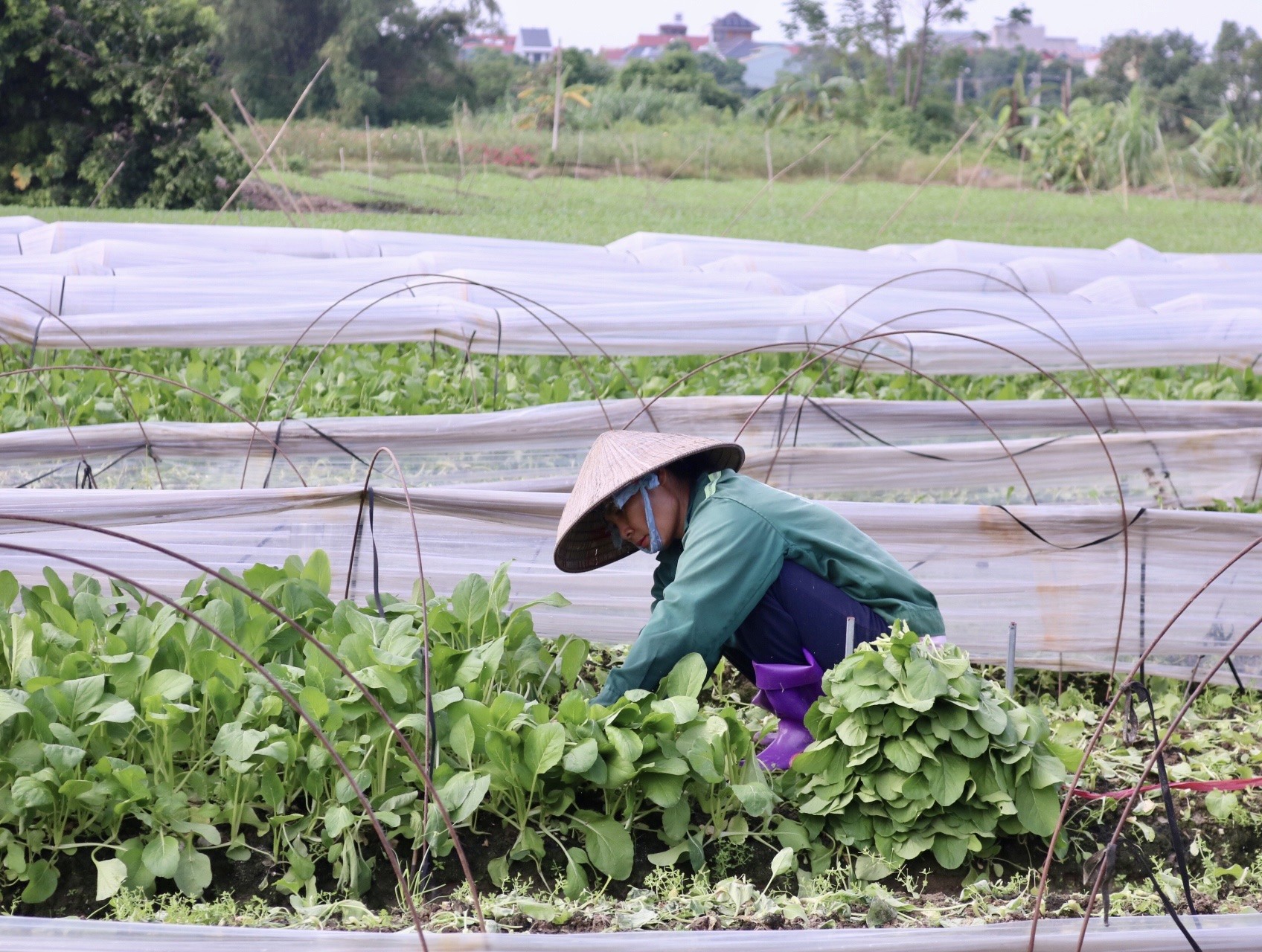 'Vựa rau' lớn nhất Hà Nội xác xơ sau bão - Ảnh 4