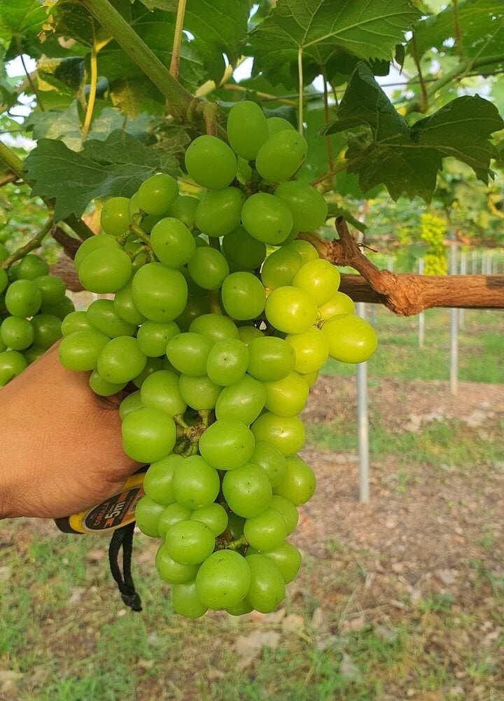 Liều lĩnh trồng 'nho quý tộc' trên quê nhà, 9X Việt đổi đời - Ảnh 3